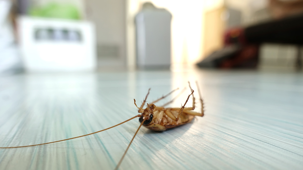 cockroach with long antennae lying upside down on the floor of the house